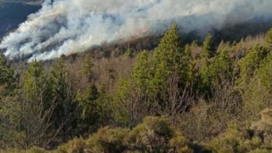 Φωτιά-στη-Λακωνία,-κινητοποιήθηκαν-50-πυροσβέστες-με-25-οχήματα