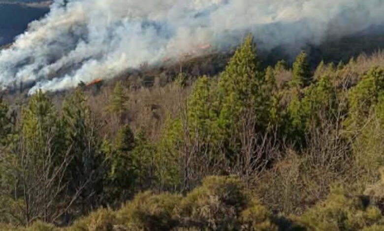 Φωτιά-στη-Λακωνία,-κινητοποιήθηκαν-50-πυροσβέστες-με-25-οχήματα