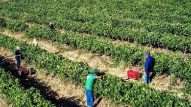 ΑΑΔΕ:-Πληρωμή-19,8-εκατ-ευρώ-σε-σχεδόν-57.000-αγρότες