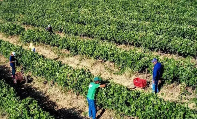 ΑΑΔΕ:-Πληρωμή-19,8-εκατ-ευρώ-σε-σχεδόν-57.000-αγρότες