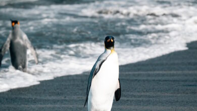 Ο-αυτοκρατορικός-πιγκουίνος-αποτελεί-πλέον-απειλούμενο-είδος-–-Ο-ρόλος-της-κλιματικής-αλλαγής-στην-εξαφάνισή-του
