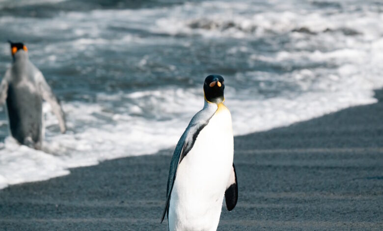 Ο-αυτοκρατορικός-πιγκουίνος-αποτελεί-πλέον-απειλούμενο-είδος-–-Ο-ρόλος-της-κλιματικής-αλλαγής-στην-εξαφάνισή-του