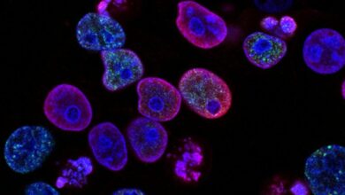 “Η-εξέλιξη-στην-καταπολέμηση-του-καρκίνου-την-τελευταία-δεκαετία”