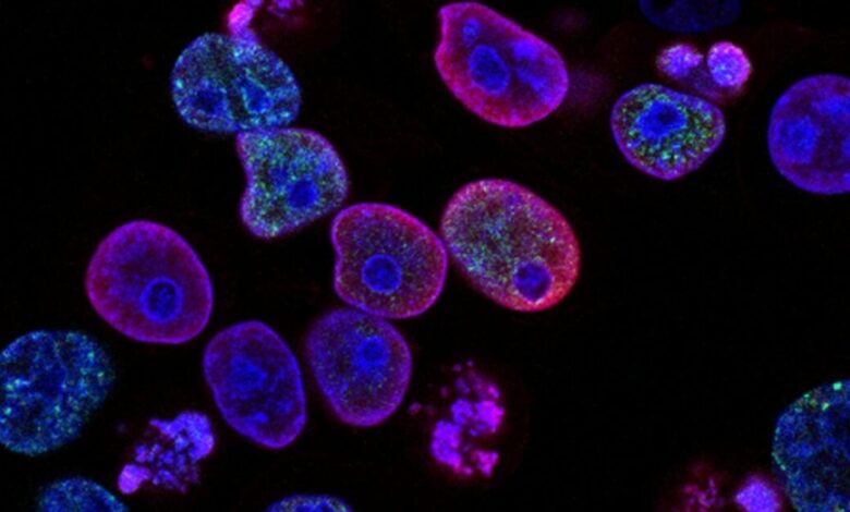 “Η-εξέλιξη-στην-καταπολέμηση-του-καρκίνου-την-τελευταία-δεκαετία”