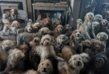 «Δεν-είναι-ai»-Η-φωτογραφία-φιλοζωικής-στη-Βρετανία-που-εντόπισε-250-σκυλιά-στοιβαγμένα-σ’-ένα-σπίτι