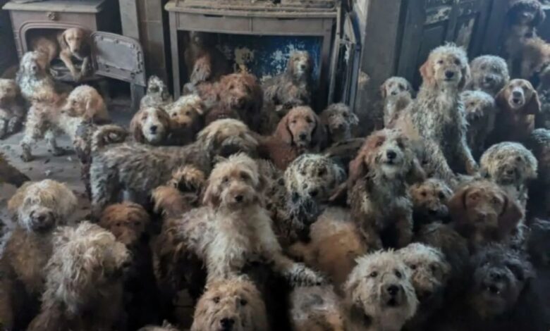 «Δεν-είναι-ai»-Η-φωτογραφία-φιλοζωικής-στη-Βρετανία-που-εντόπισε-250-σκυλιά-στοιβαγμένα-σ’-ένα-σπίτι