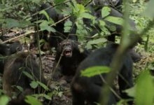 Ένας-8ετής-«εμφύλιος-πόλεμος»-χιμπατζήδων-στην-Ουγκάντα-μπορεί-να-λέει-πολλά-για-τον…-άνθρωπο