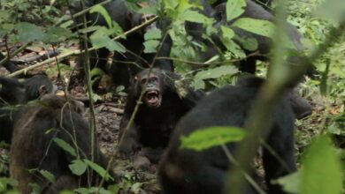 Ένας-8ετής-«εμφύλιος-πόλεμος»-χιμπατζήδων-στην-Ουγκάντα-μπορεί-να-λέει-πολλά-για-τον…-άνθρωπο
