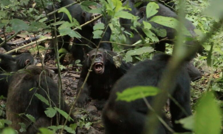 Ένας-8ετής-«εμφύλιος-πόλεμος»-χιμπατζήδων-στην-Ουγκάντα-μπορεί-να-λέει-πολλά-για-τον…-άνθρωπο