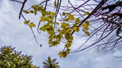 Καιρός-αύριο:-Κυριακή-του-Πάσχα-με-λίγη-συννεφιά-και-τοπικές-βροχές