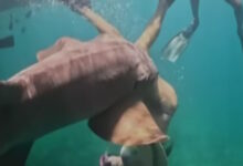 Βραζιλία:-Σοκαριστικό-βίντεο-από-τη-στιγμή-που-καρχαρίας-δαγκώνει-τουρίστρια-αμέσως-μόλις-βουτάει-στη-θάλασσα