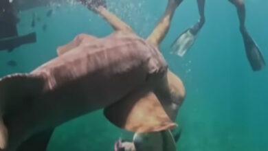 Βραζιλία:-Σοκαριστικό-βίντεο-από-τη-στιγμή-που-καρχαρίας-δαγκώνει-τουρίστρια-αμέσως-μόλις-βουτάει-στη-θάλασσα