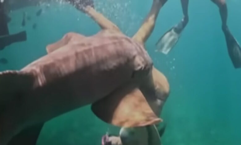 Βραζιλία:-Σοκαριστικό-βίντεο-από-τη-στιγμή-που-καρχαρίας-δαγκώνει-τουρίστρια-αμέσως-μόλις-βουτάει-στη-θάλασσα