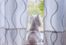 Πώς-να-κρατήσετε-το-κατοικίδιό-σας-απασχολημένο-όταν-λείπετε-από-το-σπίτι