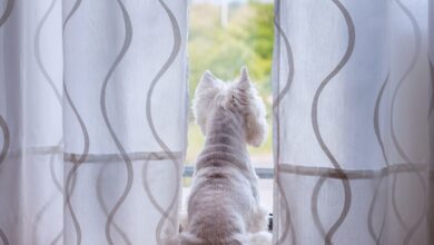 Πώς-να-κρατήσετε-το-κατοικίδιό-σας-απασχολημένο-όταν-λείπετε-από-το-σπίτι