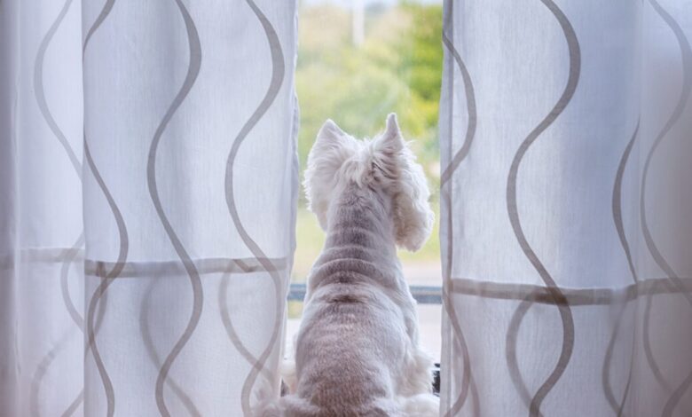 Πώς-να-κρατήσετε-το-κατοικίδιό-σας-απασχολημένο-όταν-λείπετε-από-το-σπίτι