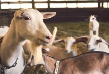 Λαζαρίδης:-Μέτρα-και-αποζημιώσεις-για-αφθώδη-και-ευλογιά