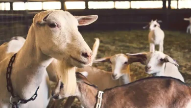Λαζαρίδης:-Μέτρα-και-αποζημιώσεις-για-αφθώδη-και-ευλογιά
