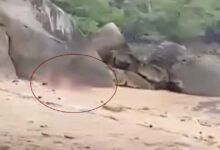 Ταϊλάνδη:-Οργή-για-ζευγάρι-Γάλλων-τουριστών-που-έκανε-σεξ-σε-παραλία-–-«Ήταν-σαν-ζώα»