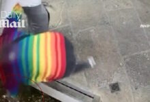 Βρετανία:-Ακτιβίστρια-έκλεψε-αστακό-από-εστιατόριο-και-τον-απελευθέρωσε-στη-θάλασσα-–-Αποδείχτηκε-ότι-ήταν-κατοικίδιο-του-ιδιοκτήτη