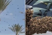 Τεράστιο-σμήνος-από-δεκάδες-χιλιάδες-μέλισσες-«εισβάλλει»-σε-πόλη-στο-νότιο-Ισραήλ-–-Δείτε-βίντεο