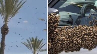 Τεράστιο-σμήνος-από-δεκάδες-χιλιάδες-μέλισσες-«εισβάλλει»-σε-πόλη-στο-νότιο-Ισραήλ-–-Δείτε-βίντεο