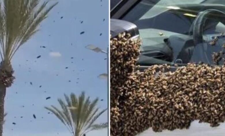 Τεράστιο-σμήνος-από-δεκάδες-χιλιάδες-μέλισσες-«εισβάλλει»-σε-πόλη-στο-νότιο-Ισραήλ-–-Δείτε-βίντεο