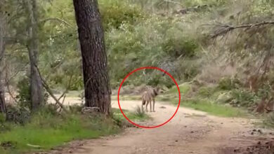 Τατόι:-Λύκος-«έκοβε»-βόλτες-στο-βουνό-–-Δείτε-βίντεο