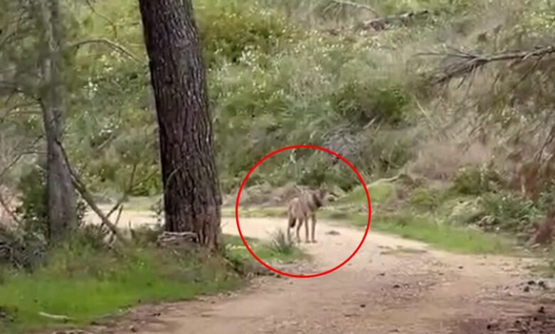 Τατόι:-Λύκος-«έκοβε»-βόλτες-στο-βουνό-–-Δείτε-βίντεο