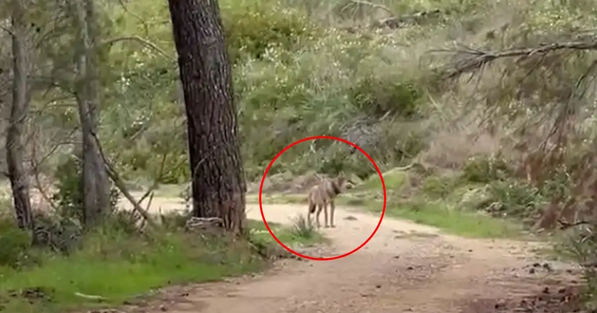 Τατόι:-Λύκος-«έκοβε»-βόλτες-στο-βουνό-–-Δείτε-βίντεο