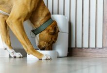 Κατοικίδια-και-τεχνολογία:-Μια-νέα-καθημερινότητα-φροντίδας-που-δεν-γίνεται-πάντα-αντιληπτή-ως-αλλαγή