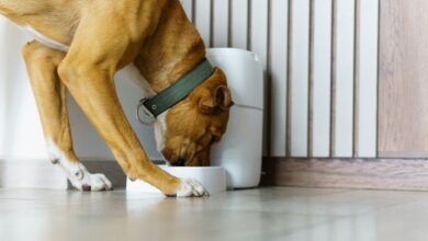 Κατοικίδια-και-τεχνολογία:-Μια-νέα-καθημερινότητα-φροντίδας-που-δεν-γίνεται-πάντα-αντιληπτή-ως-αλλαγή