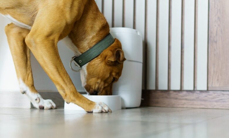 Κατοικίδια-και-τεχνολογία:-Μια-νέα-καθημερινότητα-φροντίδας-που-δεν-γίνεται-πάντα-αντιληπτή-ως-αλλαγή