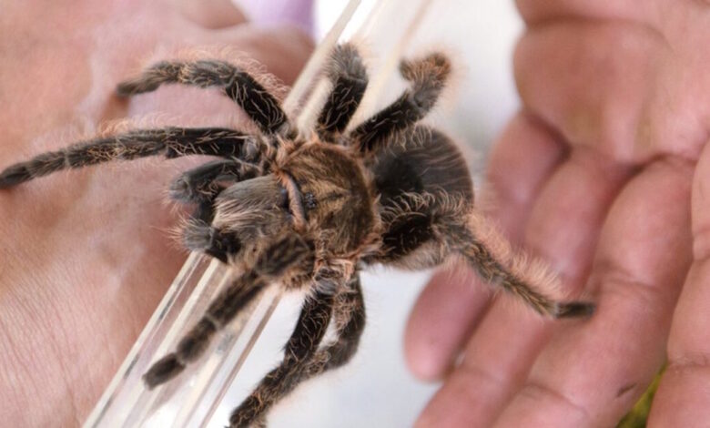 Γερμανία:-Γυναίκα-ξέχασε-πακέτο-με-20-ταραντούλες-σε-τρένο-–-Άναυδες-οι-αστυνομικές-αρχές-με-το-περιεχόμενο