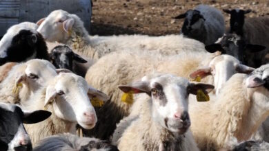 Λέσβος:-43-κρούσματα-αφθώδους-πυρετού-σε-54-εκτροφές