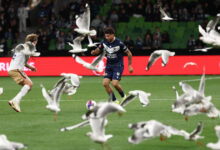 Αυστραλία:-«Εισβολή»-γλάρων-δημιούργησε-χάος-σε-ποδοσφαιρικό-αγώνα