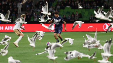 Αυστραλία:-«Εισβολή»-γλάρων-δημιούργησε-χάος-σε-ποδοσφαιρικό-αγώνα