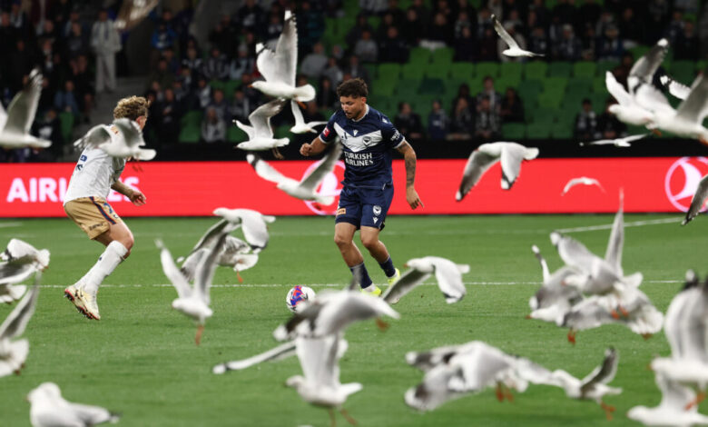 Αυστραλία:-«Εισβολή»-γλάρων-δημιούργησε-χάος-σε-ποδοσφαιρικό-αγώνα