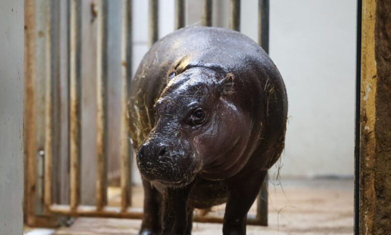 Κολομβία:-Προς-θανάτωση-80-«ναρκο-ιπποπόταμοι»-του-Εσκομπάρ-–-Αντιδρούν-περιβαλλοντικές-οργανώσεις