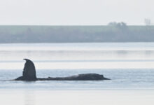 Δραματικές-προσπάθειες-για-τη-σωτηρία-της-φάλαινας-«Τίμι»-στα-ρηχά-της-Βαλτικής-–-Αβέβαιο-το-μέλλον-της