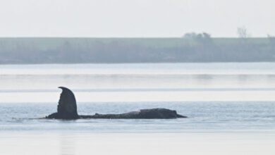 Δραματικές-προσπάθειες-για-τη-σωτηρία-της-φάλαινας-«Τίμι»-στα-ρηχά-της-Βαλτικής-–-Αβέβαιο-το-μέλλον-της