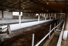 Στο-πλευρό-των-πληγέντων-κτηνοτρόφων-του-Αμπελώνα-ο-Κουρέτας