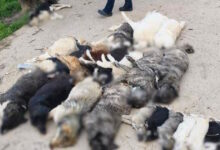 Χαλκιδική:-Κτηνωδία-με-μαζική-θανάτωση-21-σκύλων,-τους-έδωσαν-δηλητηριασμένα-δολώματα