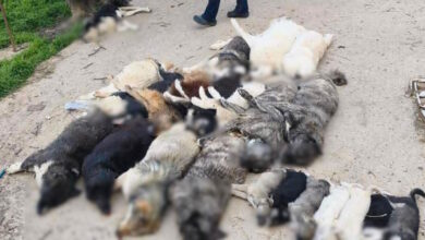 Χαλκιδική:-Κτηνωδία-με-μαζική-θανάτωση-21-σκύλων,-τους-έδωσαν-δηλητηριασμένα-δολώματα