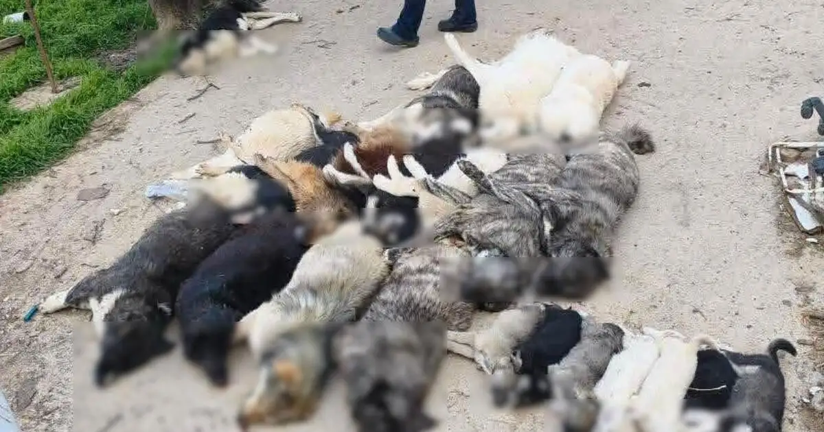Χαλκιδική:-Κτηνωδία-με-μαζική-θανάτωση-21-σκύλων,-τους-έδωσαν-δηλητηριασμένα-δολώματα