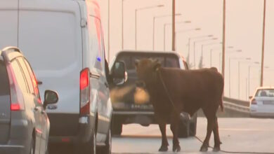 Θεσσαλονίκη:-Ταύρος-ξέφυγε-και-έκανε-βόλτες-στην-εθνική-οδό-στο-ύψος-της-Σίνδου