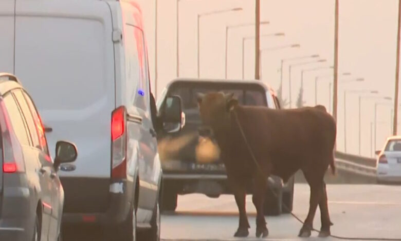Θεσσαλονίκη:-Ταύρος-ξέφυγε-και-έκανε-βόλτες-στην-εθνική-οδό-στο-ύψος-της-Σίνδου