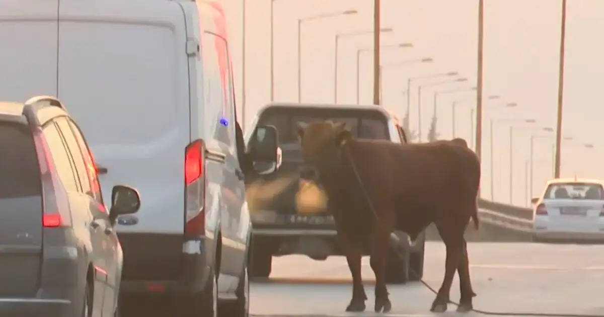 Θεσσαλονίκη:-Αγελάδα-ξέφυγε-και-έκανε-βόλτες-στην-εθνική-οδό-στο-ύψος-της-Σίνδου