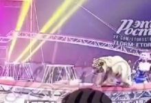 «Θρίλερ»-σε-τσίρκο-στη-Ρωσία:-Τίγρης-ξέφυγε-από-τα-προστατευτικά-δίχτυα-και-έκανε-βόλτες-στις-κερκίδες