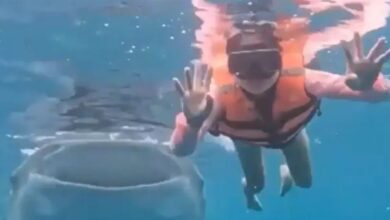 Φιλιππίνες:-Φαλαινοκαρχαρίας-έκανε-photobombing-σε-κολυβήτρια